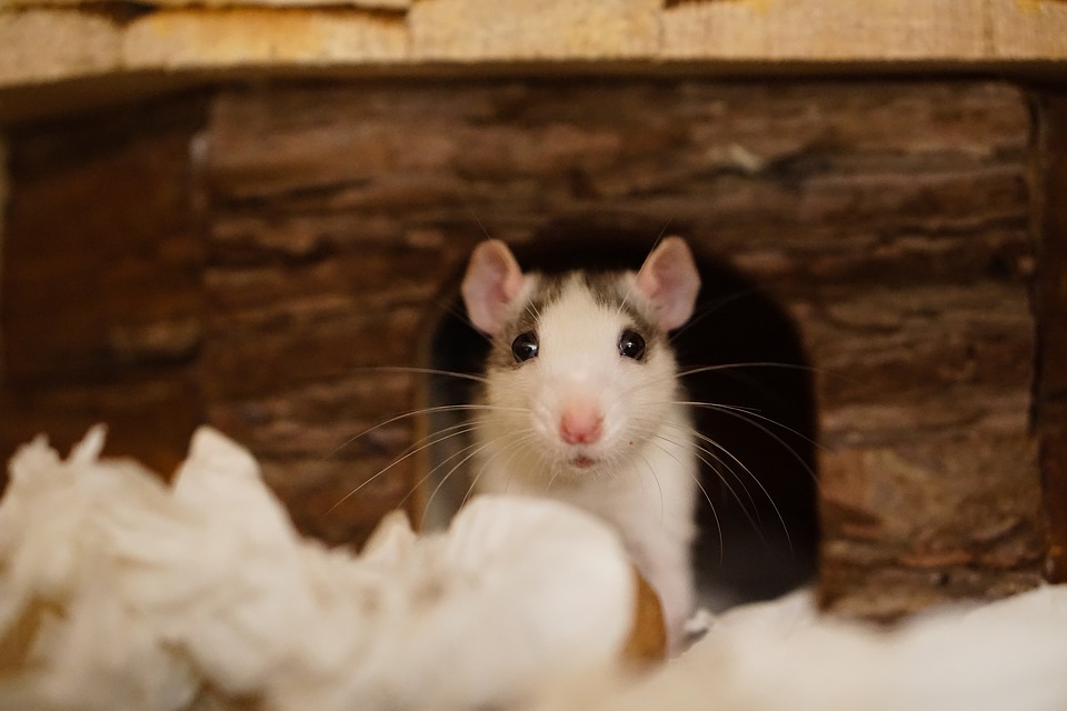 Rats in your rental: Responsibility and treatment