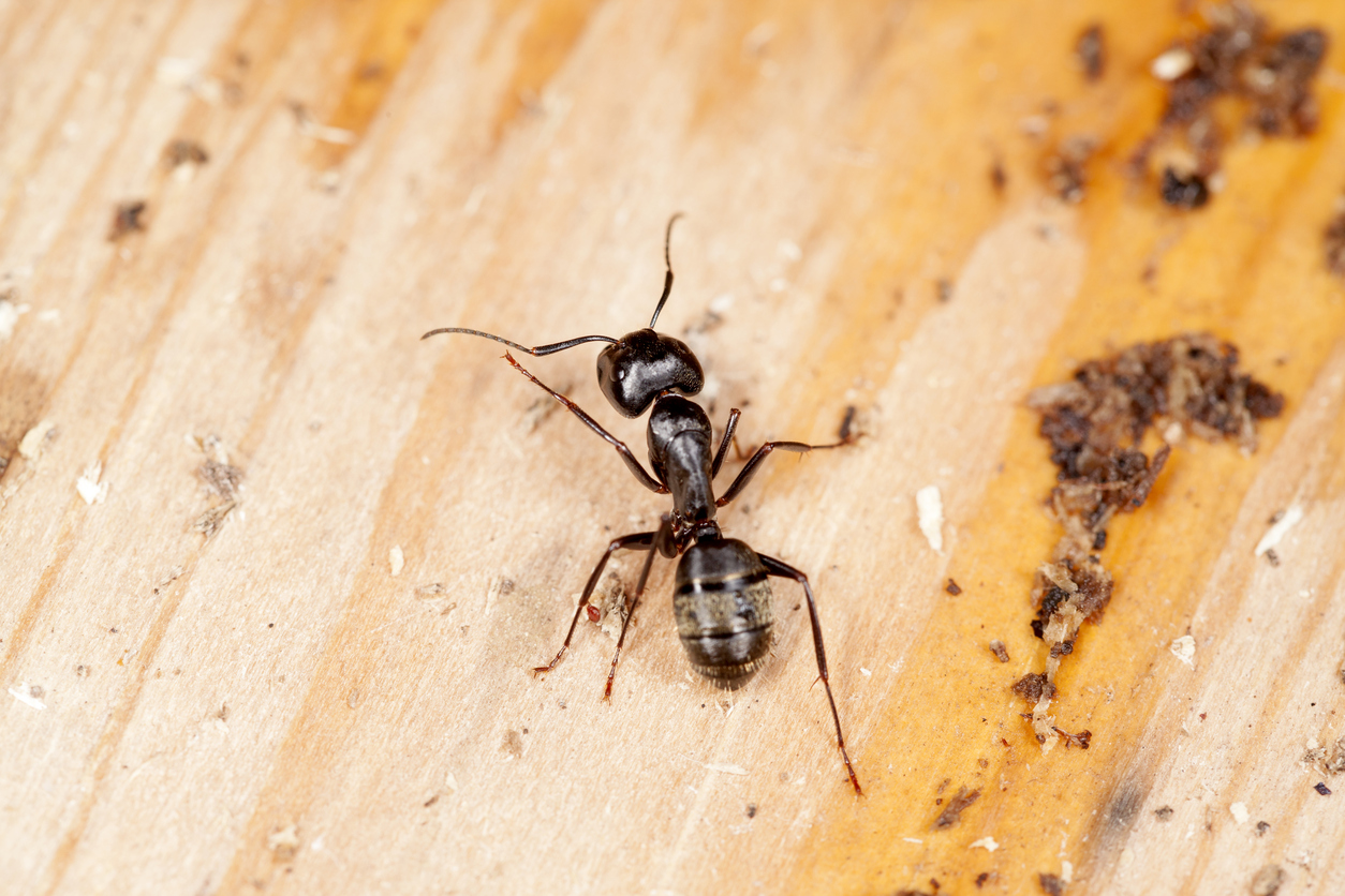 Ants in your rental: Responsibility and treatment