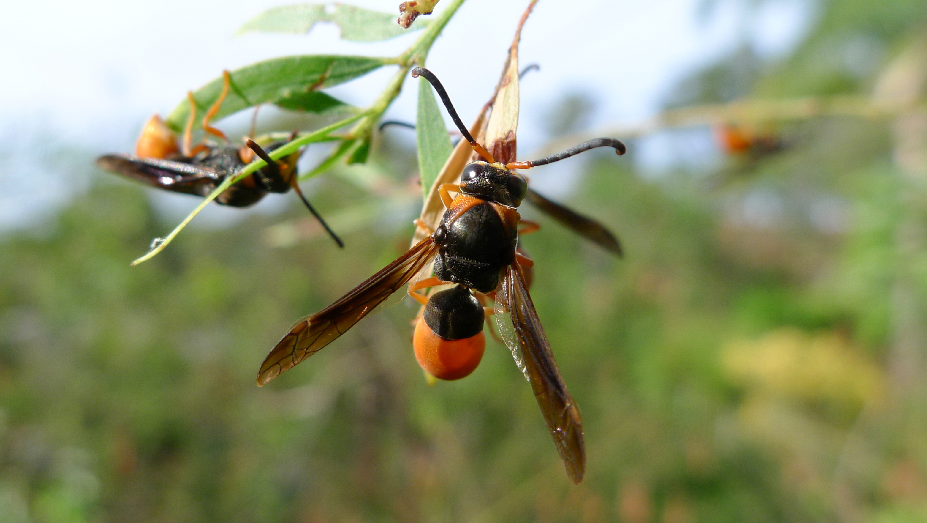 Wasps in your rental: Responsibility and treatment