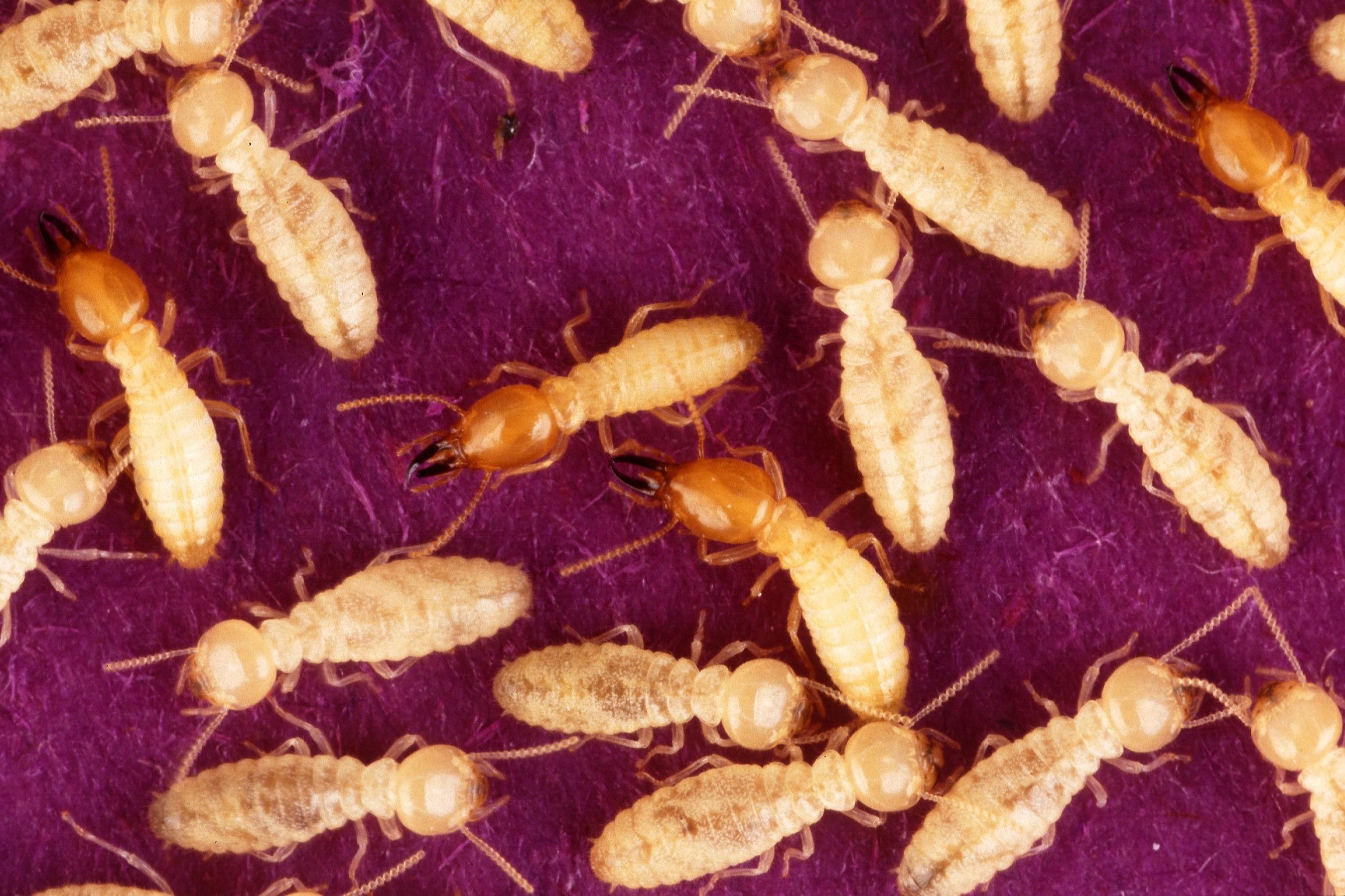 Termites in your rental: Responsibility and treatment