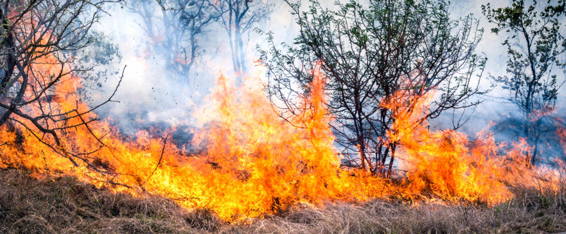 Are you ready for bushfire season?